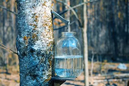 This is how birch trees are tapped