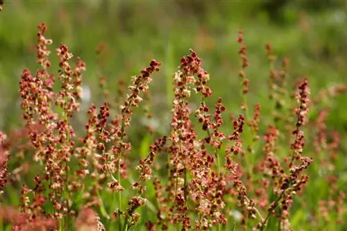 በሣር ክዳን ውስጥ Sorrel: እንዴት በትክክል ማስወገድ እችላለሁ?