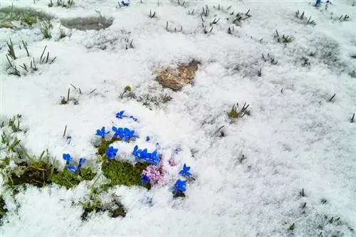 Protezione invernale della genziana