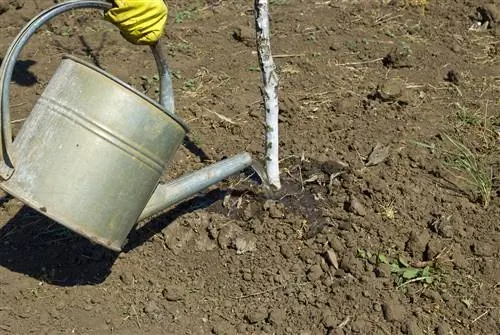 Ağcaqayın ağaclarını vaxtında və düzgün şəkildə köçürün