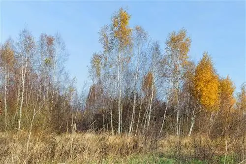 huş ağacı kuraklığı