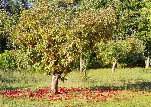 Si e krijoni një pemishte? Këshilla dhe informacione