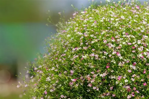 De adem van een baby verspreiden: Instructies voor gezonde jonge planten