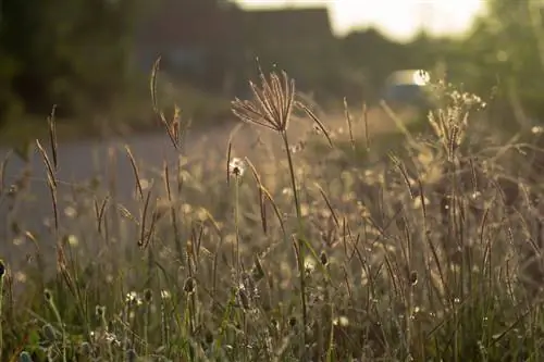 Create poor meadow