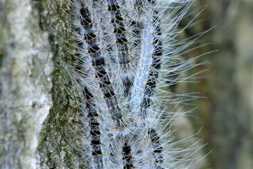 Processionary moth on the birch tree