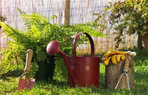 Planting ferns: location, soil & ideal planting partners