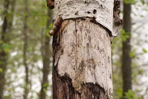 Bark beetle on the birch tree