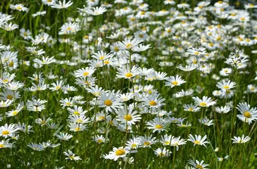 Mowing flower meadows