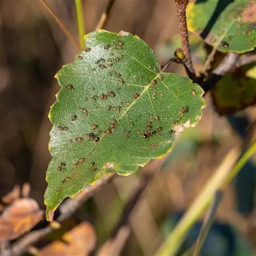 Ang puno ng birch ay may aphid