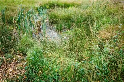 wet meadow