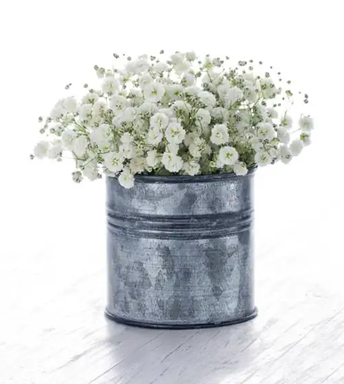 Sny gypsophila: Hoe om die blomperiode te verleng