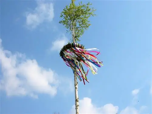 Birch as a maypole