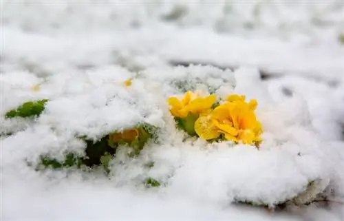 Sleutelbloemen overwinteren: hoe u uw planten kunt beschermen