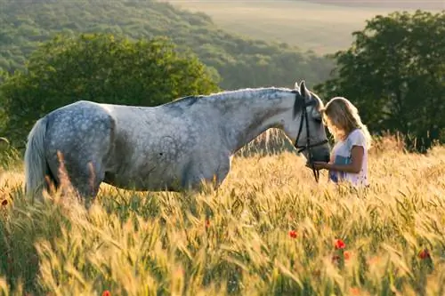 La pradera para caballos perfecta: requisitos y consejos para su cuidado