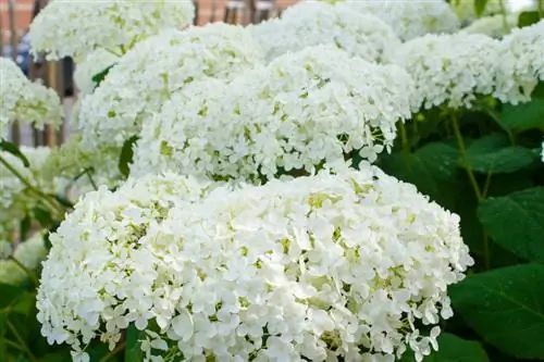 Hydrangea ball: Everything about the ball hydrangea and its care