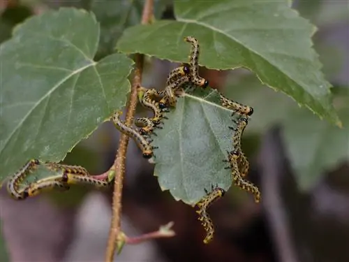 Caterpillars on the birch