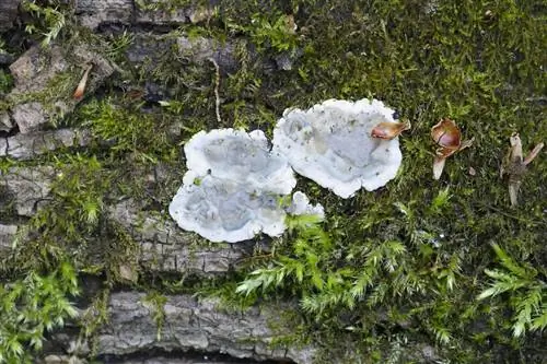 jamur kerak api birch