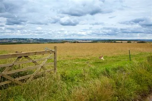 Prairie de verger de clôture