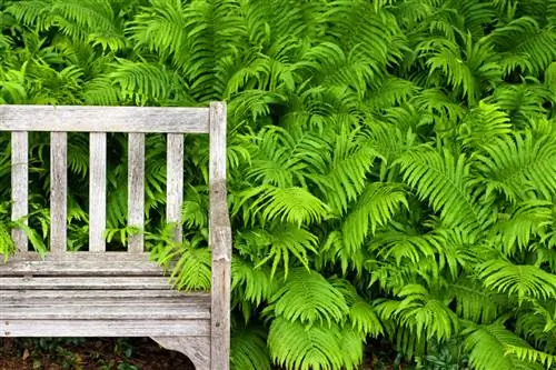 Varens correct verdelen: zo kunnen ze in de tuin worden vermeerderd