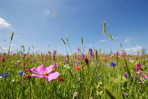 Crea una pradera de verano