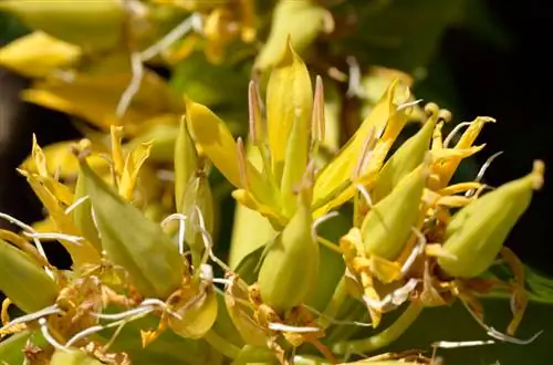 Gentiane jaune toxique