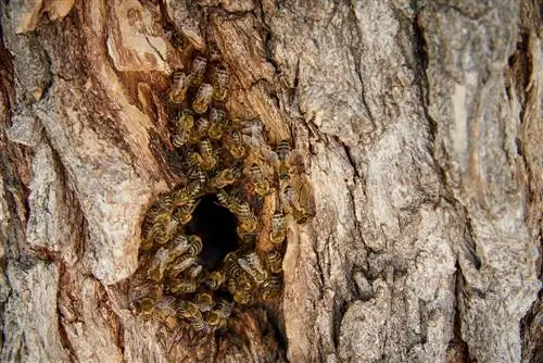 Recognizing a bee nest in its early stages