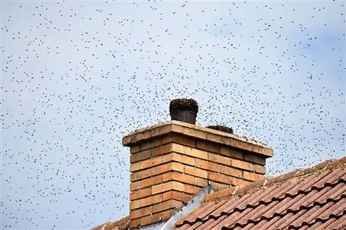 Un nido de abejas en el tejado: Tolerar es mejor que luchar