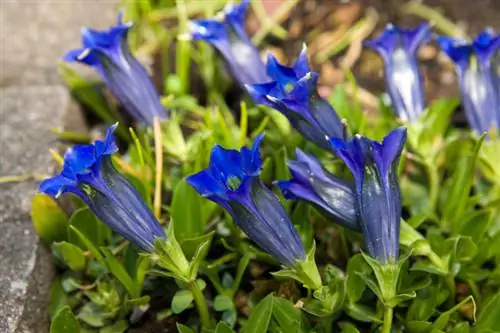 Bağdakı gentian: becərmə və düzgün qulluq haqqında hər şey