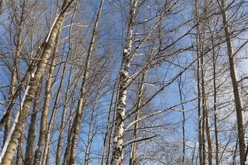 Perbezaan antara poplar dan birch