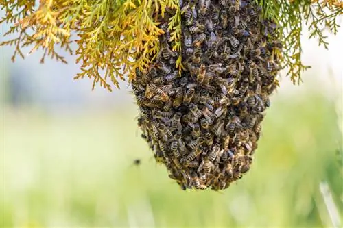 nido-de-abejas-en-el-jardin