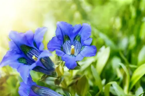 Gentiana krav