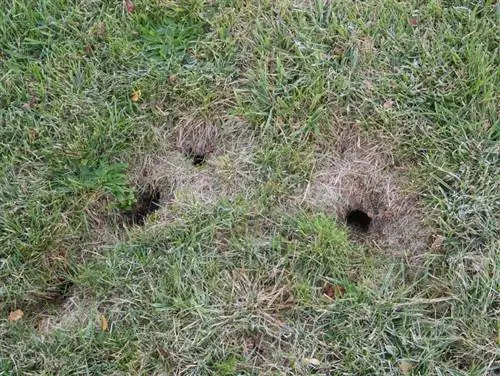 Holes in the lawn: How do I identify the culprit?