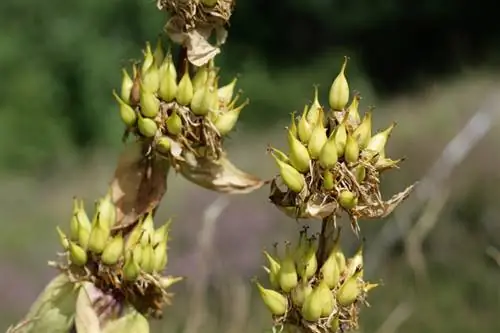 Gentian: Panen benih dan tanam dengan sukses