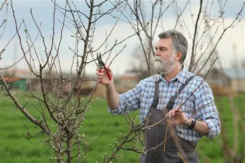 Apple tree pruning