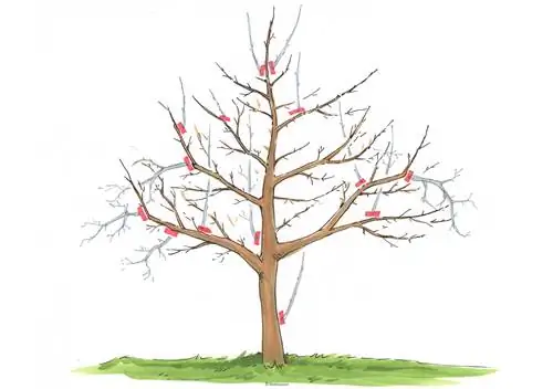 Apple tree pruning