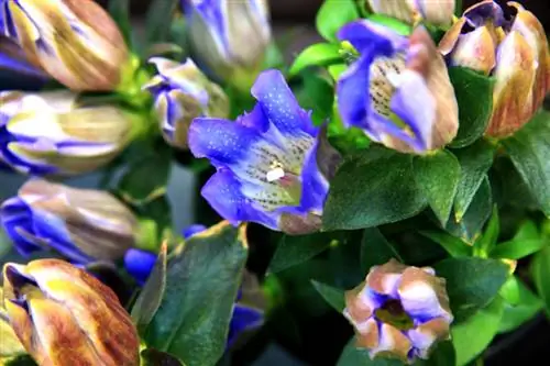 কাটিং gentian: কখন এবং কিভাবে সঠিকভাবে করতে হবে