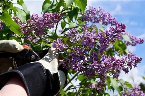 lilac cutting