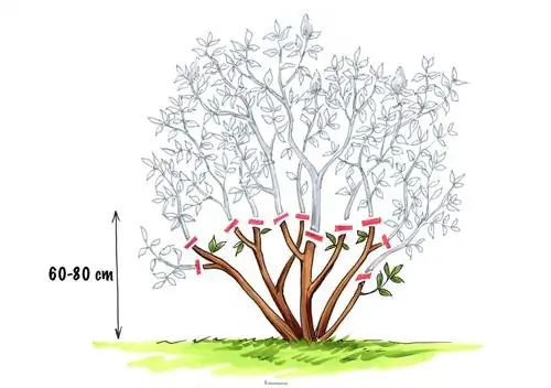 Menipiskan bunga lilac