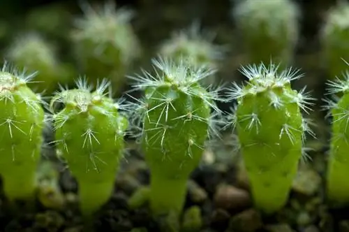 Palakihin ang iyong sariling cacti