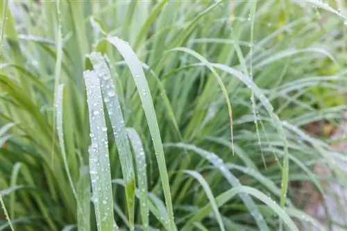 ক্রমবর্ধমান লেমনগ্রাস