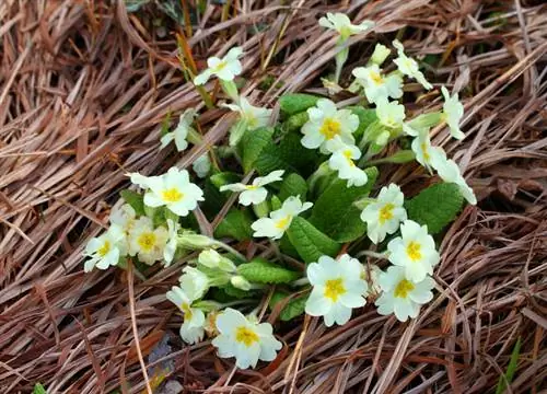 Sleutelbloemen overwinteren: hoe u uw planten tegen vorst kunt beschermen