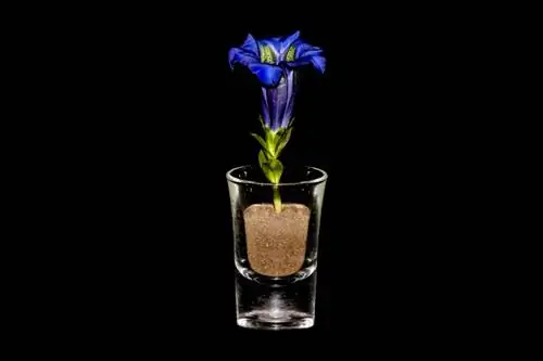 Gentian cuttings Gentian cuttings