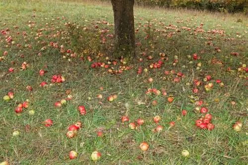 Цэцэрлэгийн нугын санхүүжилт: Санхүүгийн дэмжлэг авна