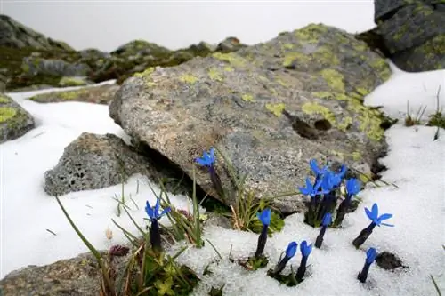 Gentian télen