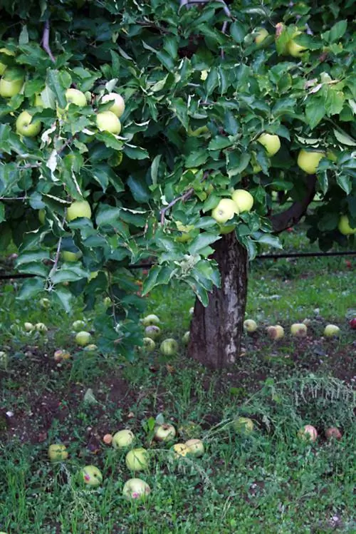 Maintaining a meadow orchard: How to ensure its preservation