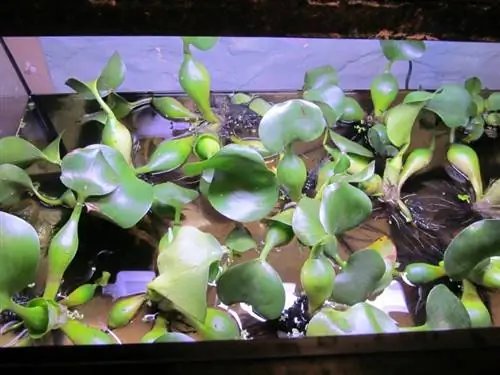 Eichhornia akvarium