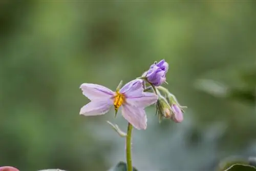 las flores de berenjena se caen