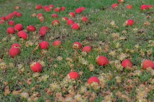 Maintaining an orchard: How often and when should you mow?