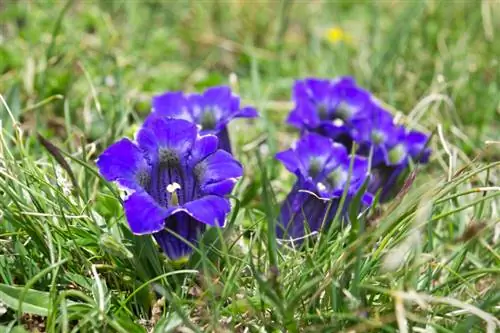 Gentian puutarhassa: Kuinka hoidan oikein tätä alppikukkaa?