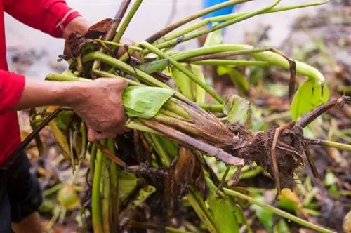 Waterhyacinten in de winter: voorbereiding en verzorging